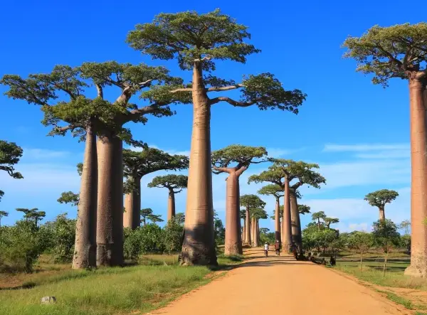 Madagascar’s northern treasures