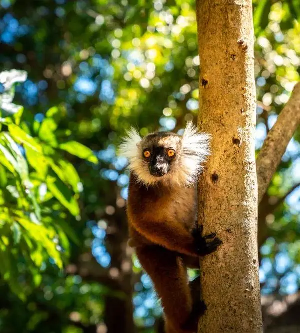 Nosy Komba (lemur island) and Nosy Tanikely