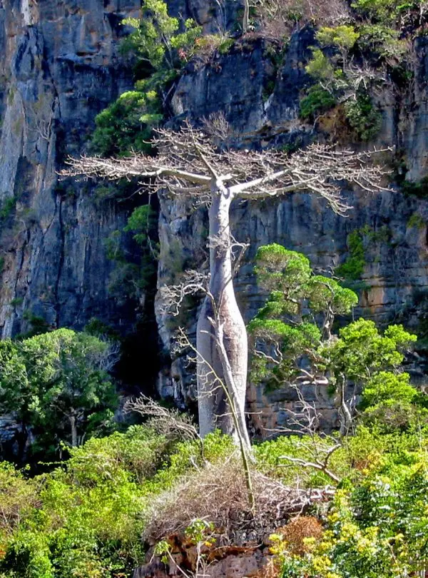 amber-mountain-montagne