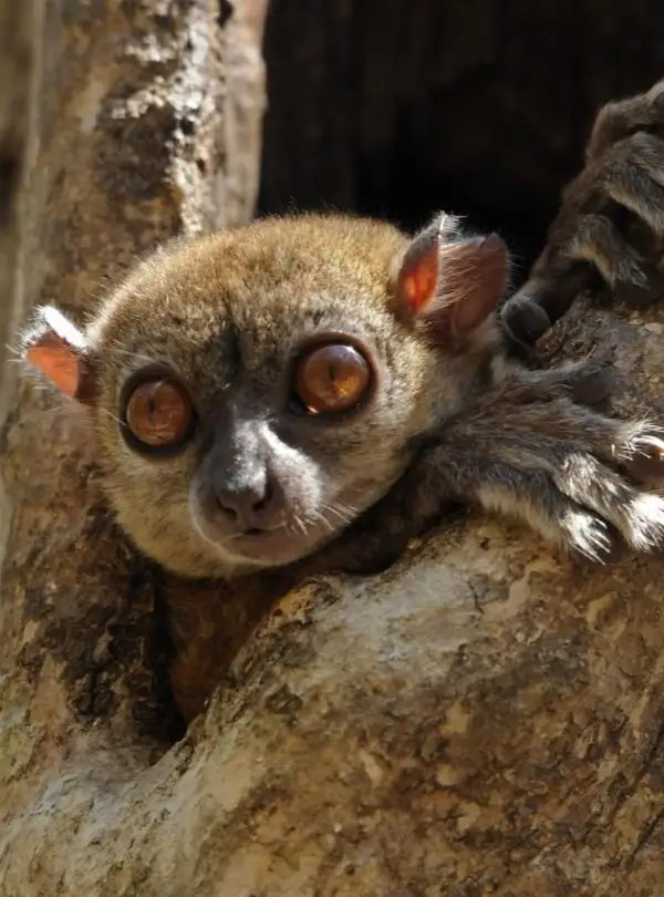 lemurien-ankarana-madagascar1