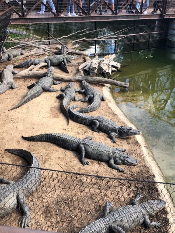 Croc Farm Ivato Antananarivo