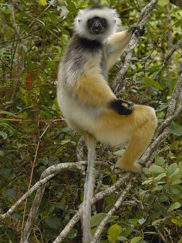 diademed-sifaka-madagascar