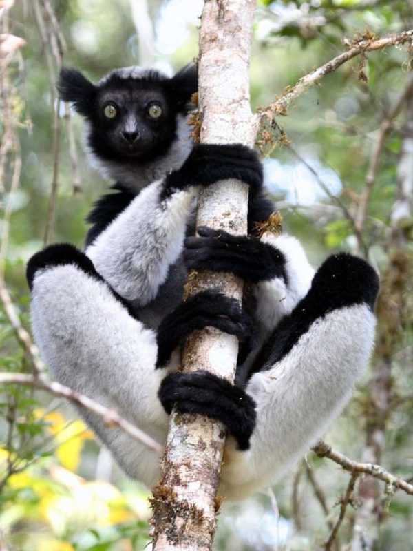 indri indri analamazaotra
