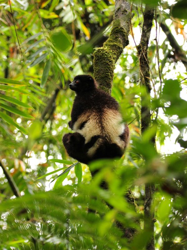 lemurien ranomafana park